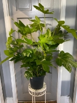 Fatsia Plant 95cm