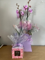 Pink phalaenopsis plant with chocolate truffles gift set